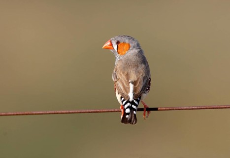 Zebra Finch