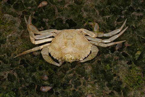 North Atlantic european green crabs