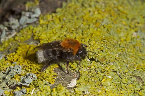Tree Bumblebee