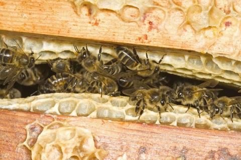 Western honey bee