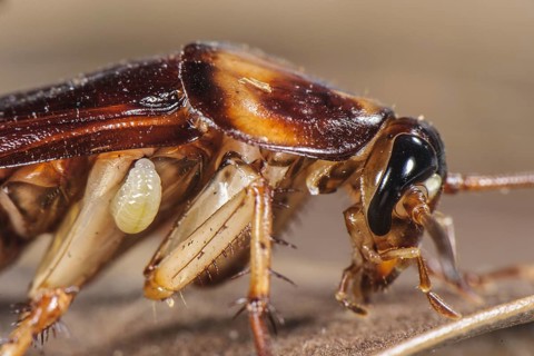 Larva of the emerald cockroach wasp