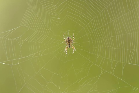 Garden Orb Spider