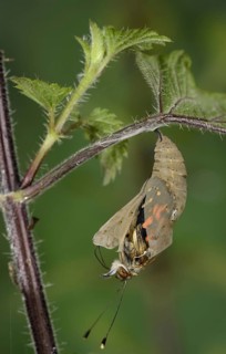 Painted painted lady