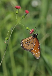 Queen Butterfly