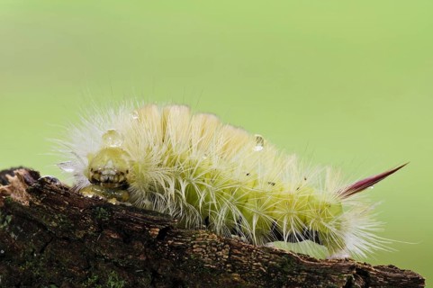 Pale Tussock