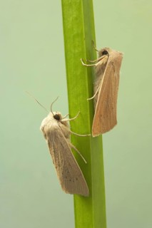 Large Wainscot