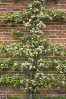Flowering european pear
