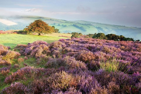 View of flowering heather and hawthorn tree with distant sea mist at dawn