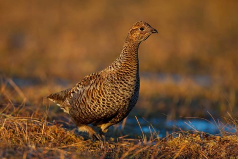 Black grouse