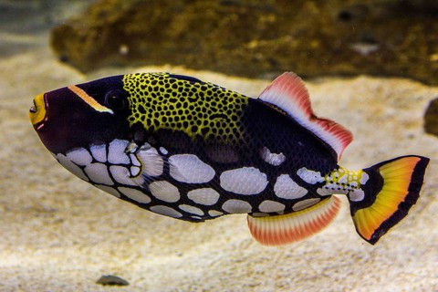 Clown clown triggerfish