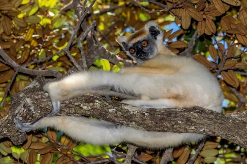 Golden-crowned sifaka