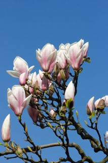 Chinese magnolia