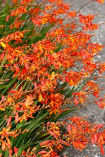 Montbretia