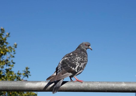 City domestic pigeon