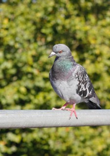 City domestic pigeon