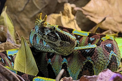 Vipere rhinoceros sur fond noir. Arrowhead viper