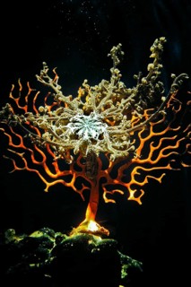 Sinus sea fan