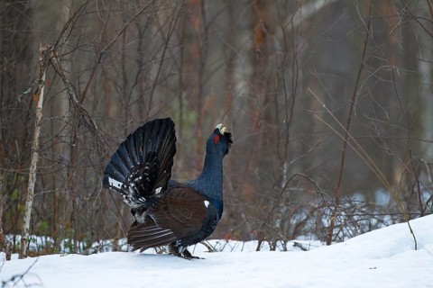 Western capercaillie