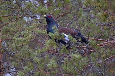Western capercaillie