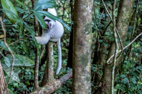 Silky sifaka