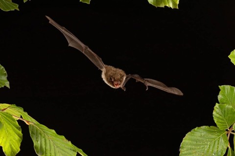 Daubenton's bat