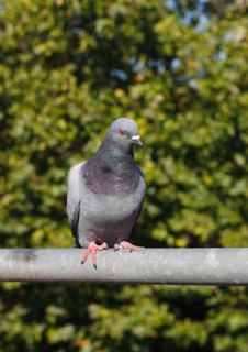 City domestic pigeon