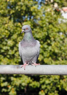 City domestic pigeon