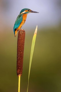 Common kingfisher