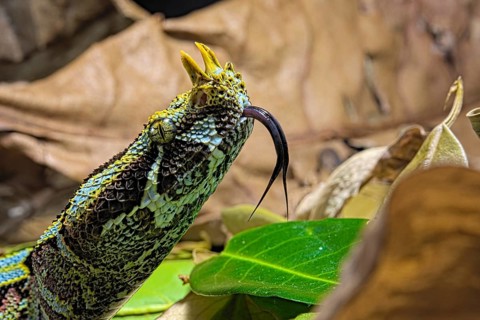 Vipere rhinoceros sur fond noir. Arrowhead viper