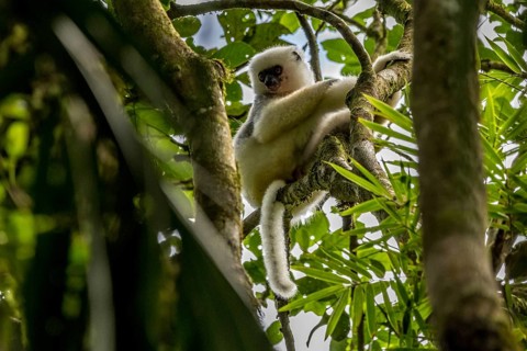 Golden-crowned sifaka