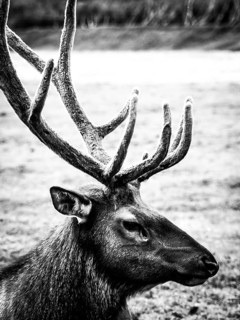 Deer