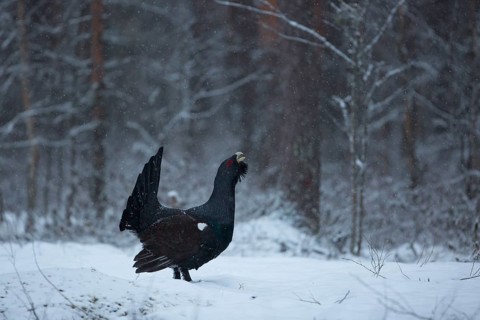 Western capercaillie