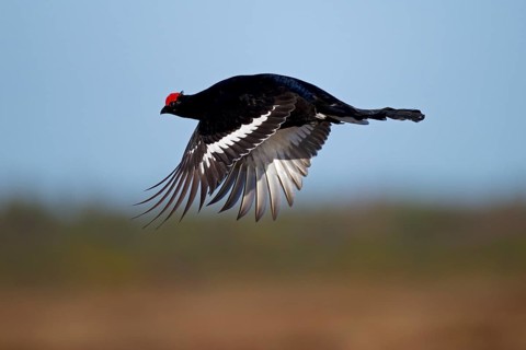 Black Grouse