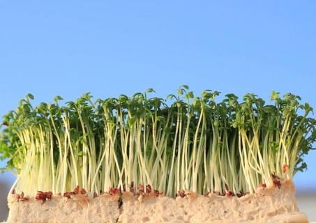 Garden cress