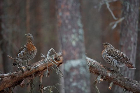 Western capercaillie