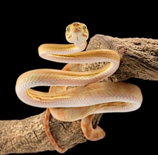 Boa