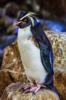 Southern rockhopper penguin