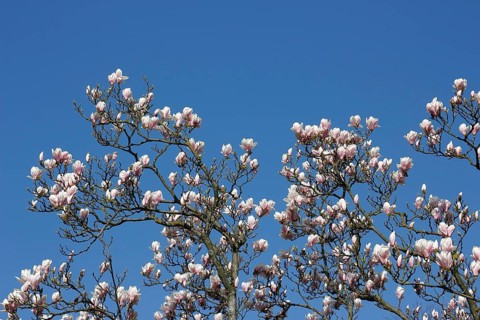 Chinese magnolia