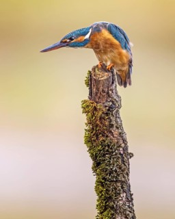 Common kingfisher