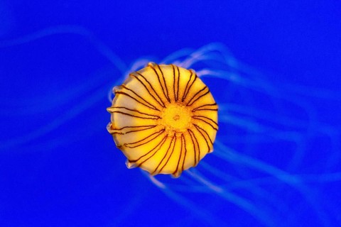Orange compass jellyfish