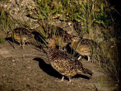 Canada grouse