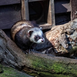 European polecat
