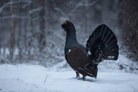 Western capercaillie