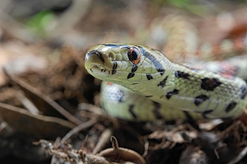 European ratsnake