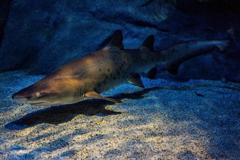 Shark