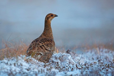 Black grouse