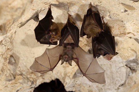 Lesser horseshoe bat
