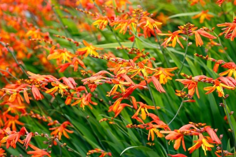Montbretia