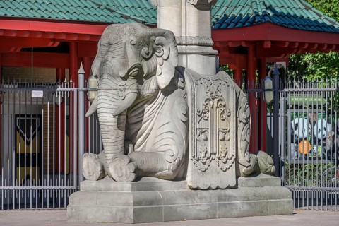 Elephant