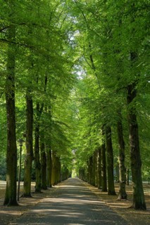 Albert-Brodersen-Allee